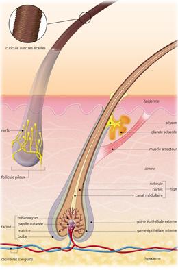 Folicule pileux