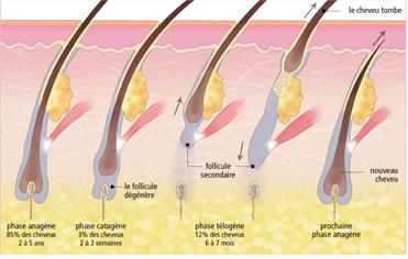 Les différentes phases de croissance du cheveu